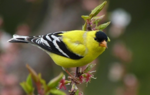 American Goldfinch High Quality Wallpapers