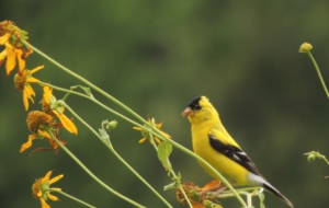 American Goldfinch Images