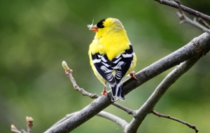 American Goldfinch Photos