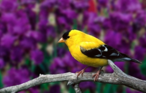 American Goldfinch Pictures