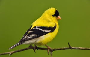 American Goldfinch Wallpaper