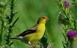 American Goldfinch Wallpapers