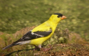 American Goldfinch Wallpapers HD