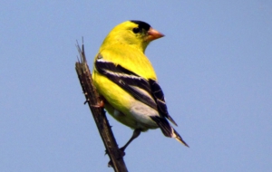 American Goldfinch Widescreen