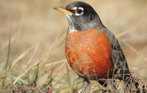 American Robin Computer Wallpaper