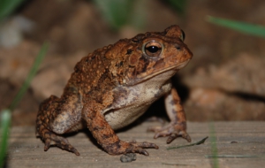 American Toad For Desktop