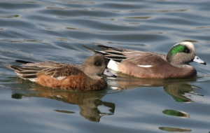 American Wigeon Background