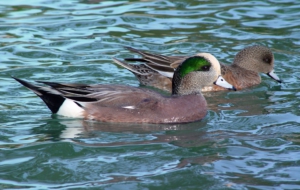American Wigeon Computer Wallpaper