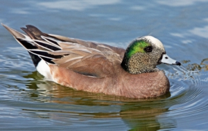 American Wigeon HD Desktop