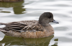 American Wigeon HD Wallpaper