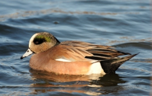 American Wigeon High Definition Wallpapers
