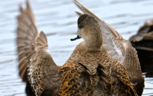 American Wigeon Photos