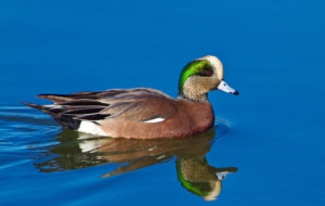 American Wigeon Pictures