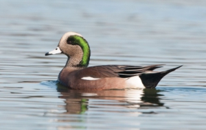 American Wigeon Wallpaper