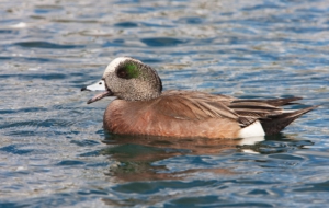 American Wigeon Wallpapers