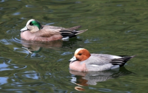 American Wigeon Wallpapers HD