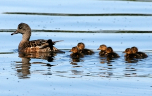 American Wigeon Widescreen