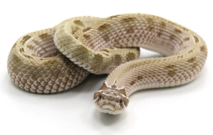 Anaconda Computer Wallpaper