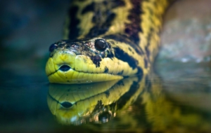 Anaconda High Definition Wallpapers