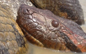 Anaconda High Quality Wallpapers