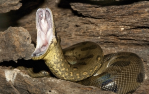 Anaconda Photos