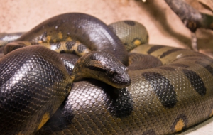 Anaconda Wallpapers HD