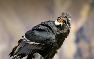 Andean Condor Computer Wallpaper
