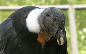 Andean Condor Desktop