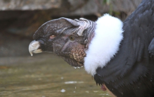 Andean Condor HD