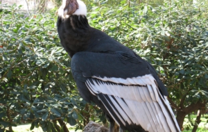 Andean Condor HD Background