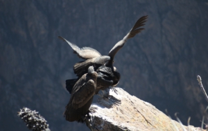 Andean Condor HD Desktop