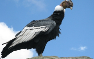 Andean Condor HD Wallpaper