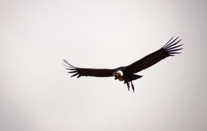 Andean Condor High Definition Wallpapers