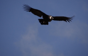 Andean Condor High Quality Wallpapers