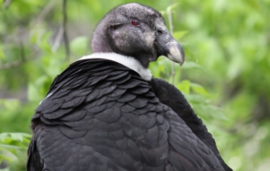 Andean Condor Images