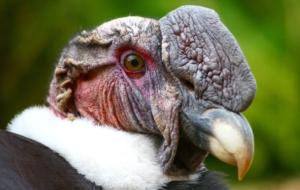 Andean Condor Photos