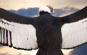 Andean Condor Pictures