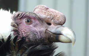 Andean Condor Wallpaper