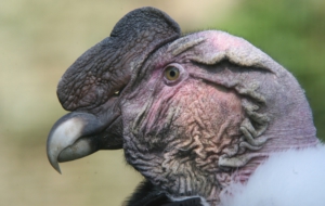 Andean Condor Wallpapers