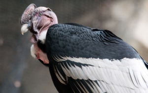 Andean Condor Wallpapers HD