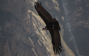 Andean Condor Widescreen