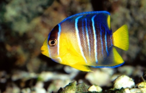 Angelfish High Quality Wallpapers
