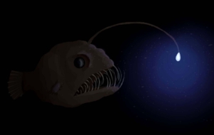 Anglerfish Photos