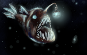 Anglerfish Pictures