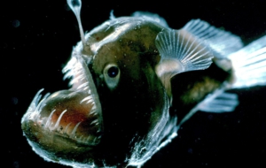 Anglerfish Wallpaper
