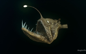 Anglerfish Widescreen