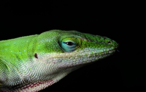 Anole Widescreen