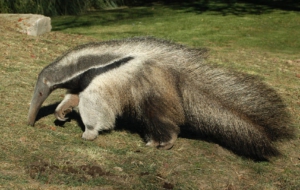 Anteater HD