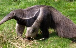 Anteater HD Wallpaper