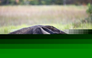 Anteater High Definition Wallpapers